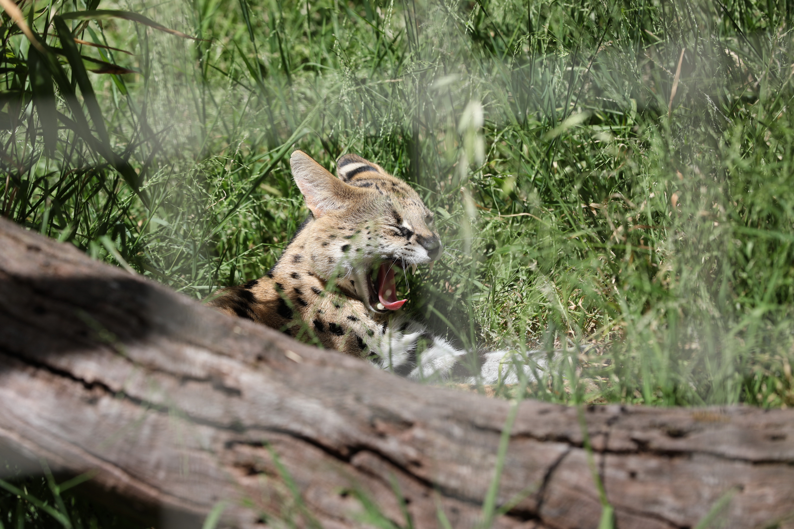 2019 11 22 15 35 10 Canon EOS 5D Mark IV 0021